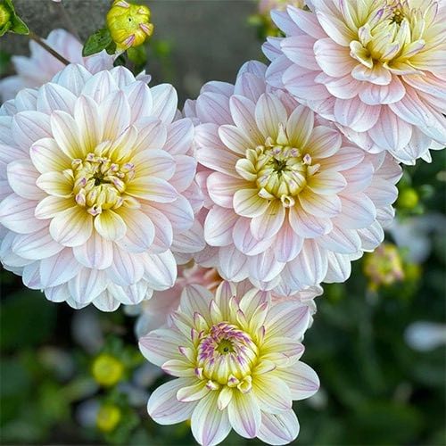 flower image 1