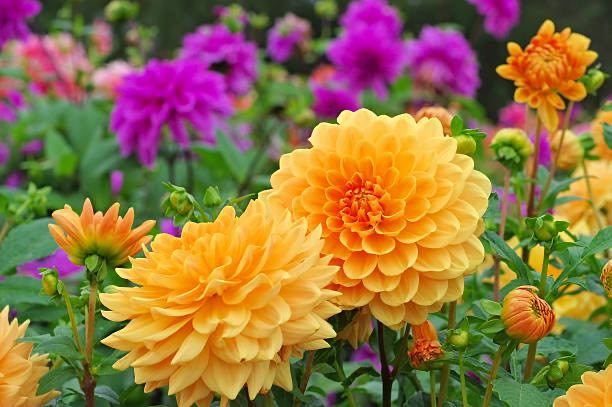 flower image 2