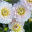 anna-flowers.pages.dev favicon